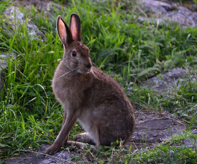 Snowshoe hare in Banff National Park | Canadian Rockies Wildlife